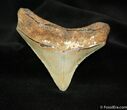 Inch Megalodon Posterior Tooth - Sharp #1184-1